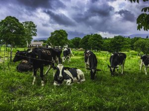 cows cows