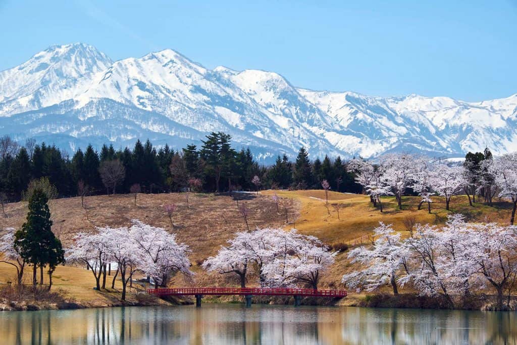 matsugamine cherry blossoms