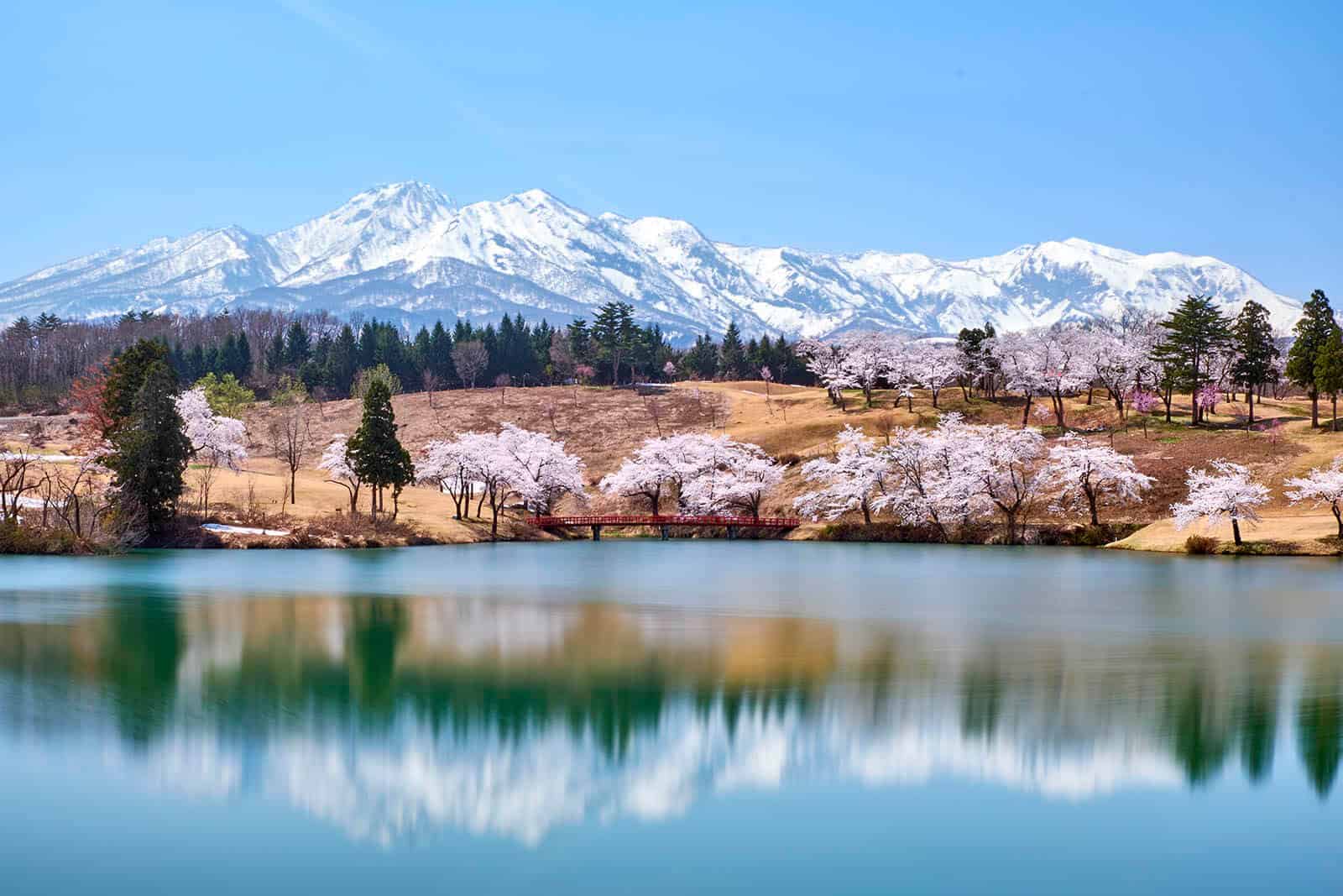 matsugamine cherry blossoms