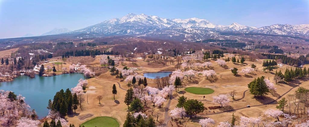 matsugamine cherry blossoms