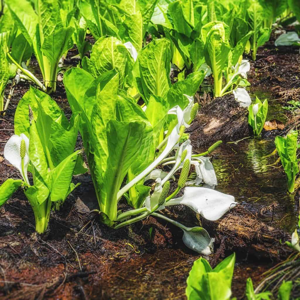 sasagaminesasagamine skunk cabbages