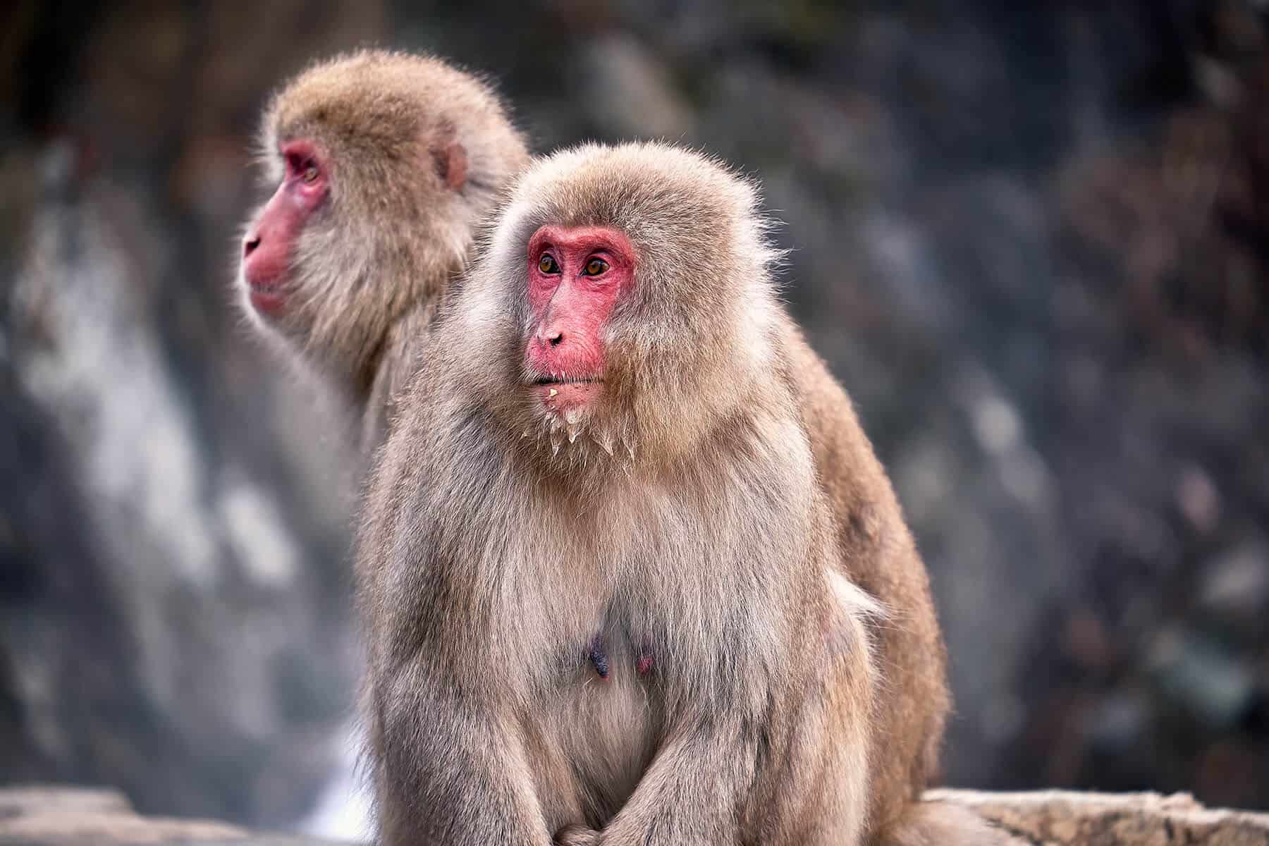 Jigokudani monkey park