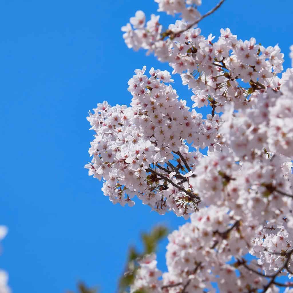 Takada Park cherry blossoms