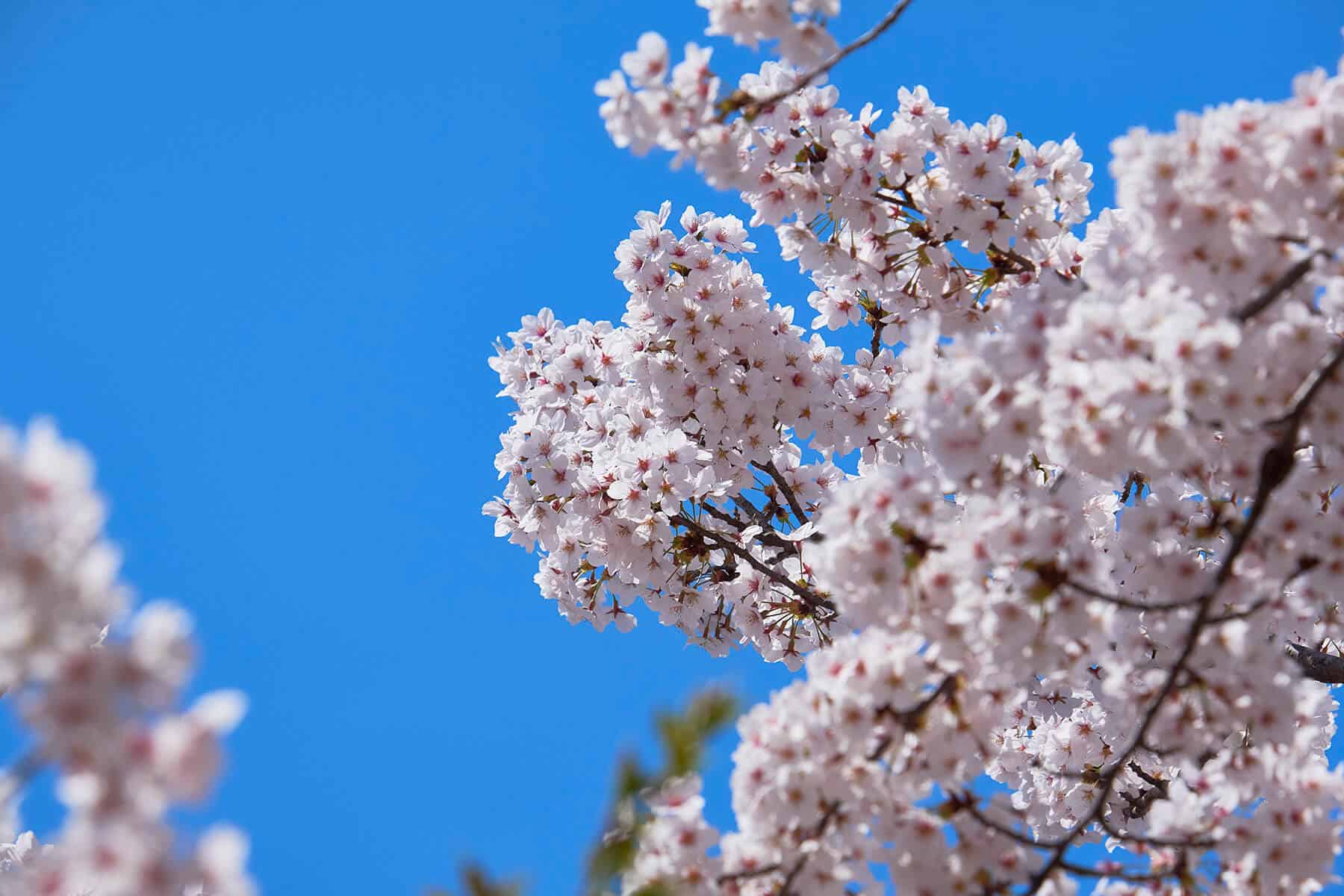 Takada Park cherry blossoms