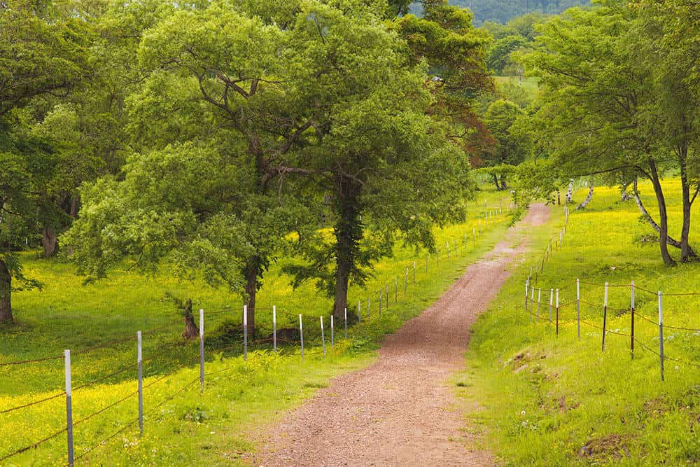 Sasagamine farm area