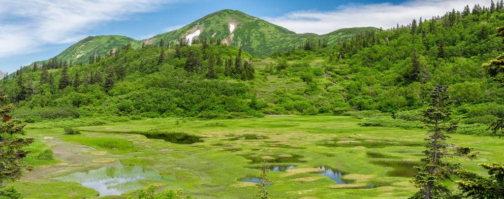 Summer Koya Pond