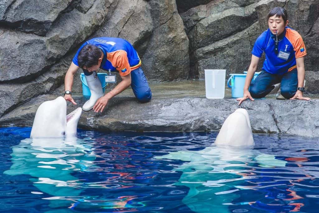 beluga whales