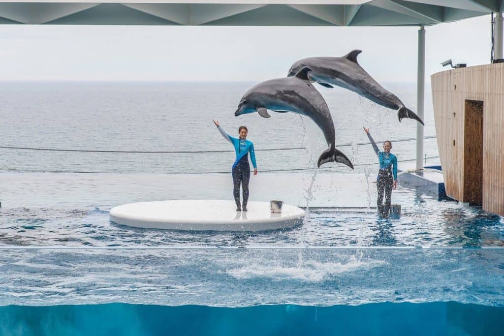 Dolphin show.