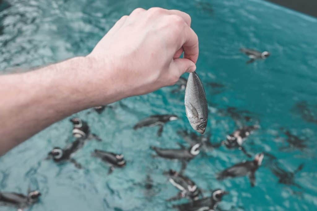 magellanic penguins feeding