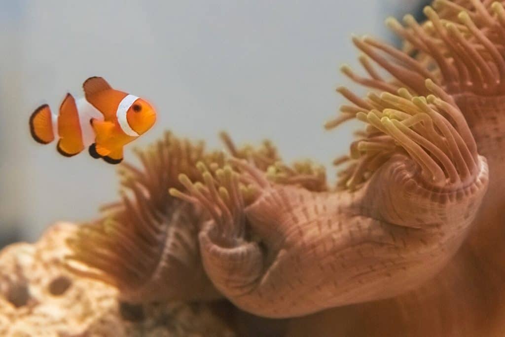 Nemo