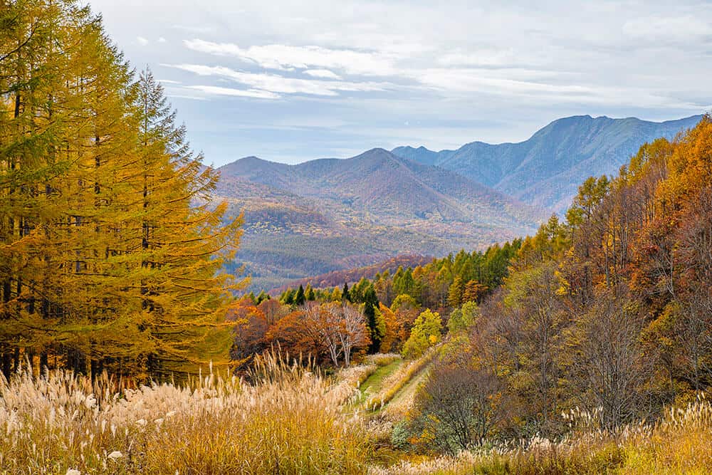 suginohara autumn