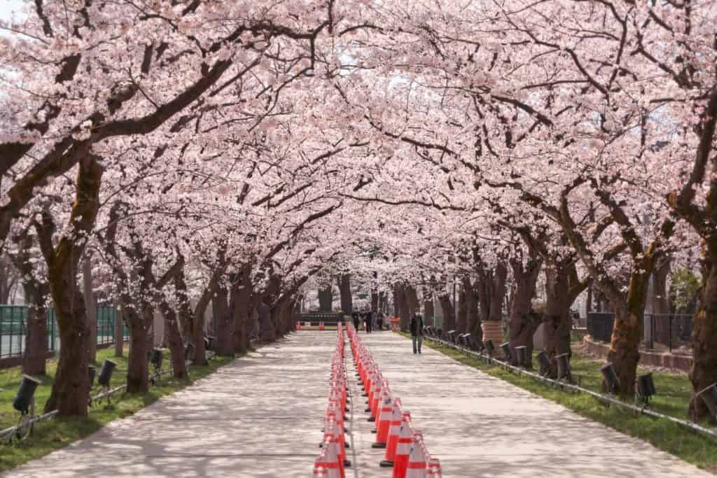 Takada Park cherry blossoms