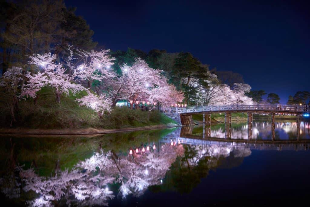 Takada Park cherry blossoms at night