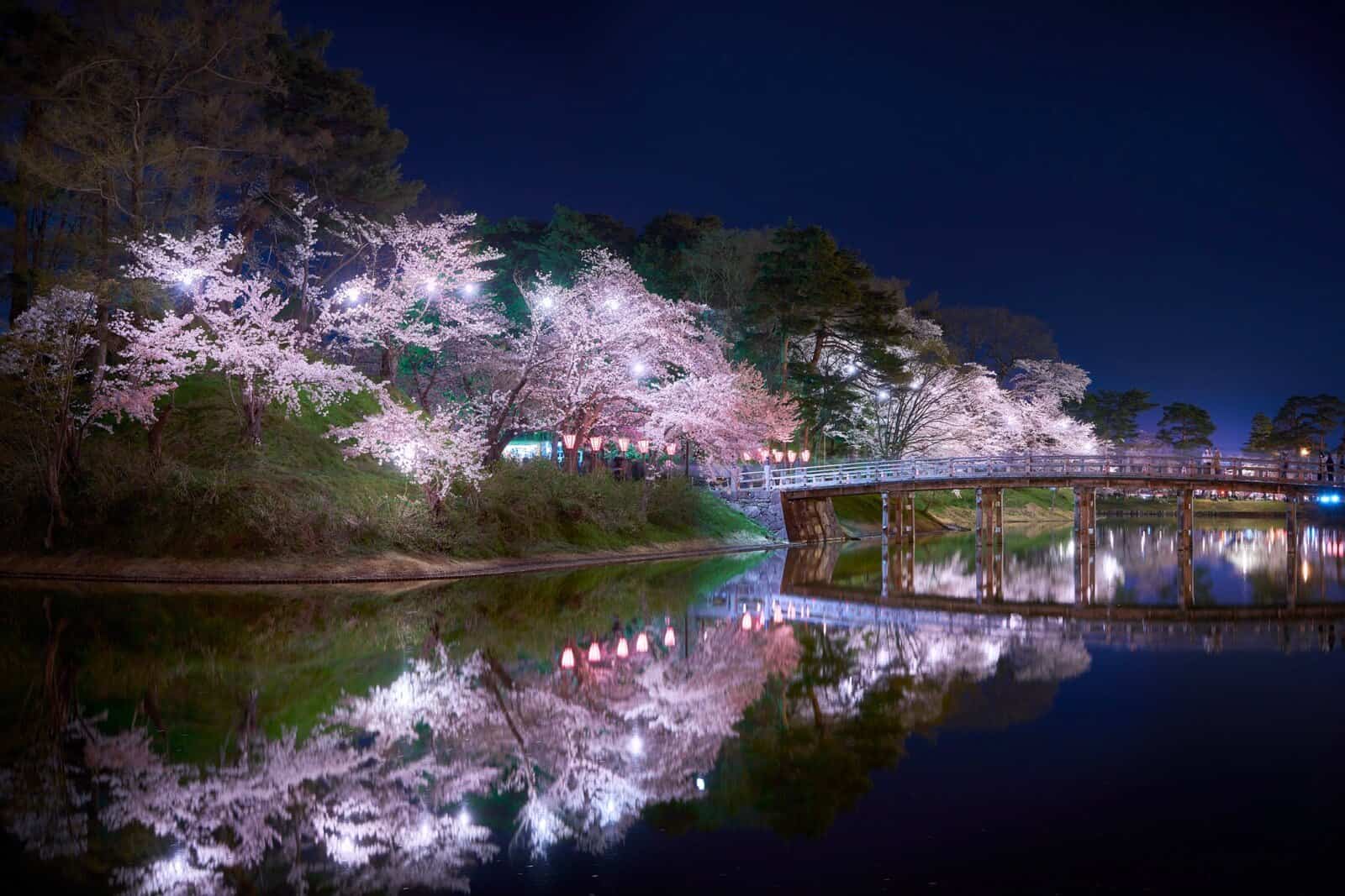 Takada Park Cherry Blossoms