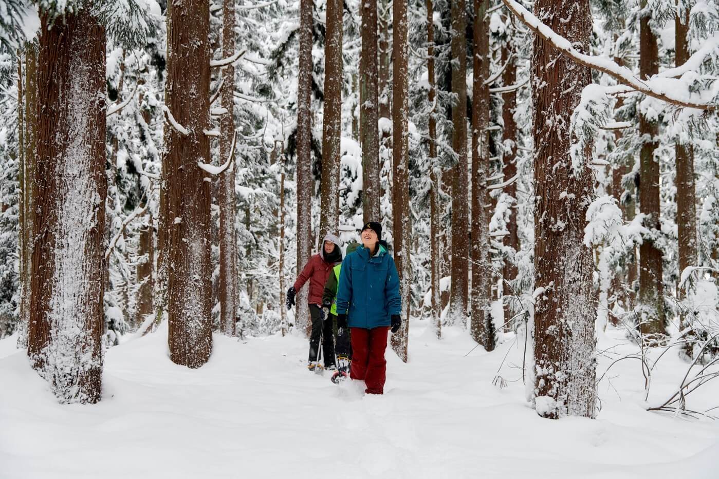A group of people snowshoeing in a pristine woodland