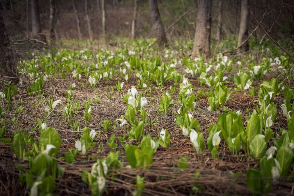 mizubasho flowers at Imori Pond