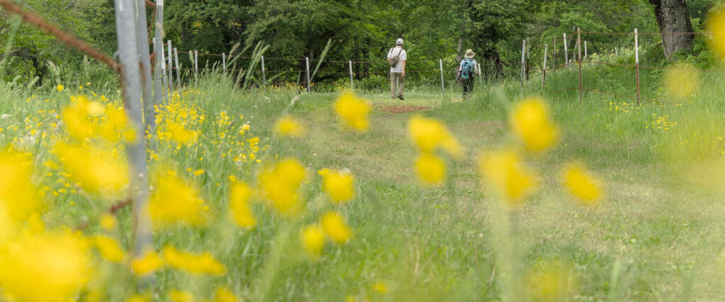 people walking in spring at sasagamine